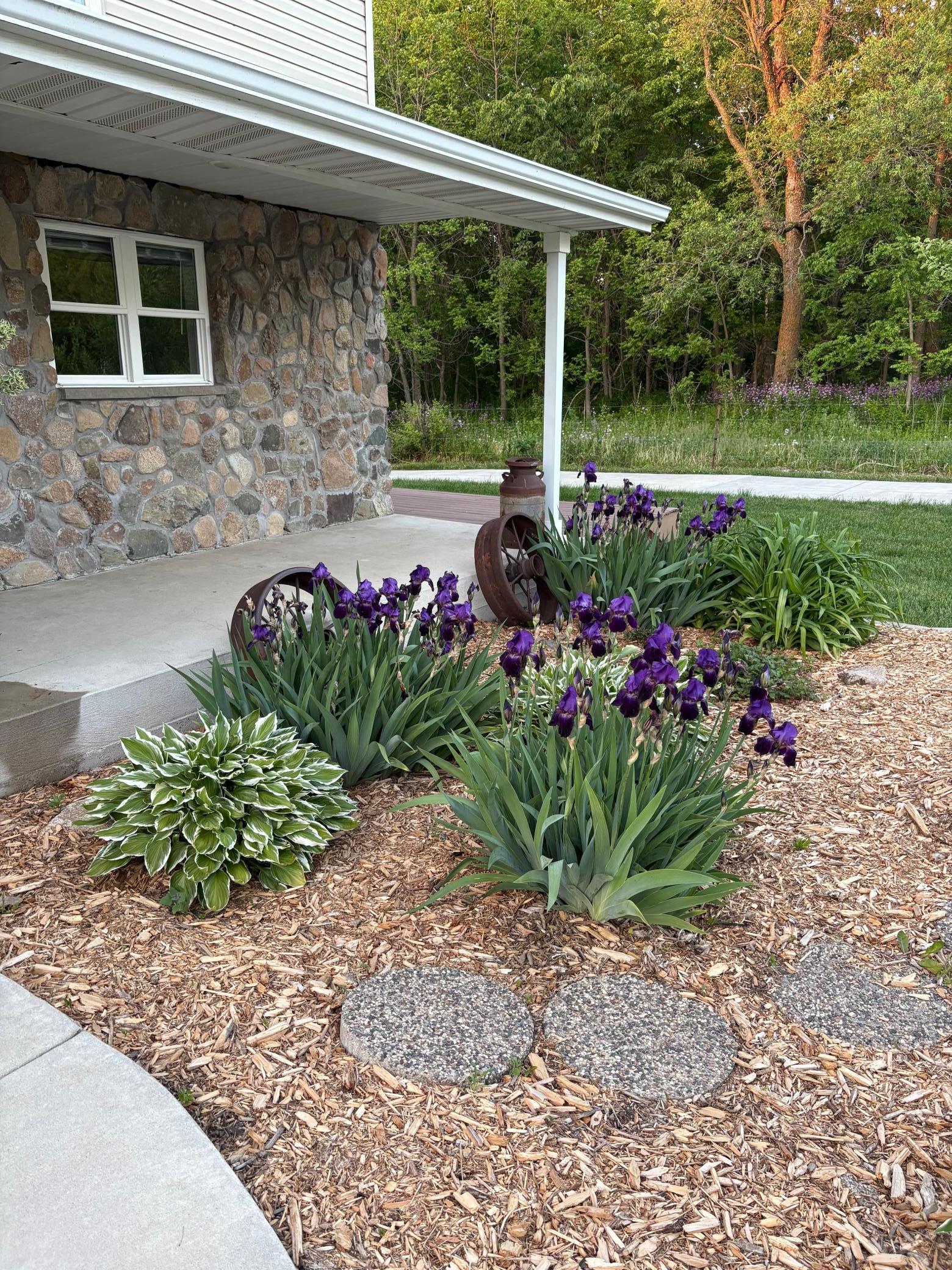 Irises.jpeg