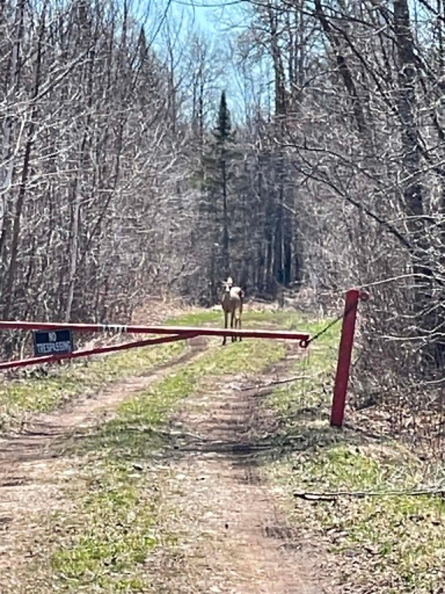 This is the neighbor's-private property gate for reference. Oh & that's one of the many deer/wildlife you will see!!