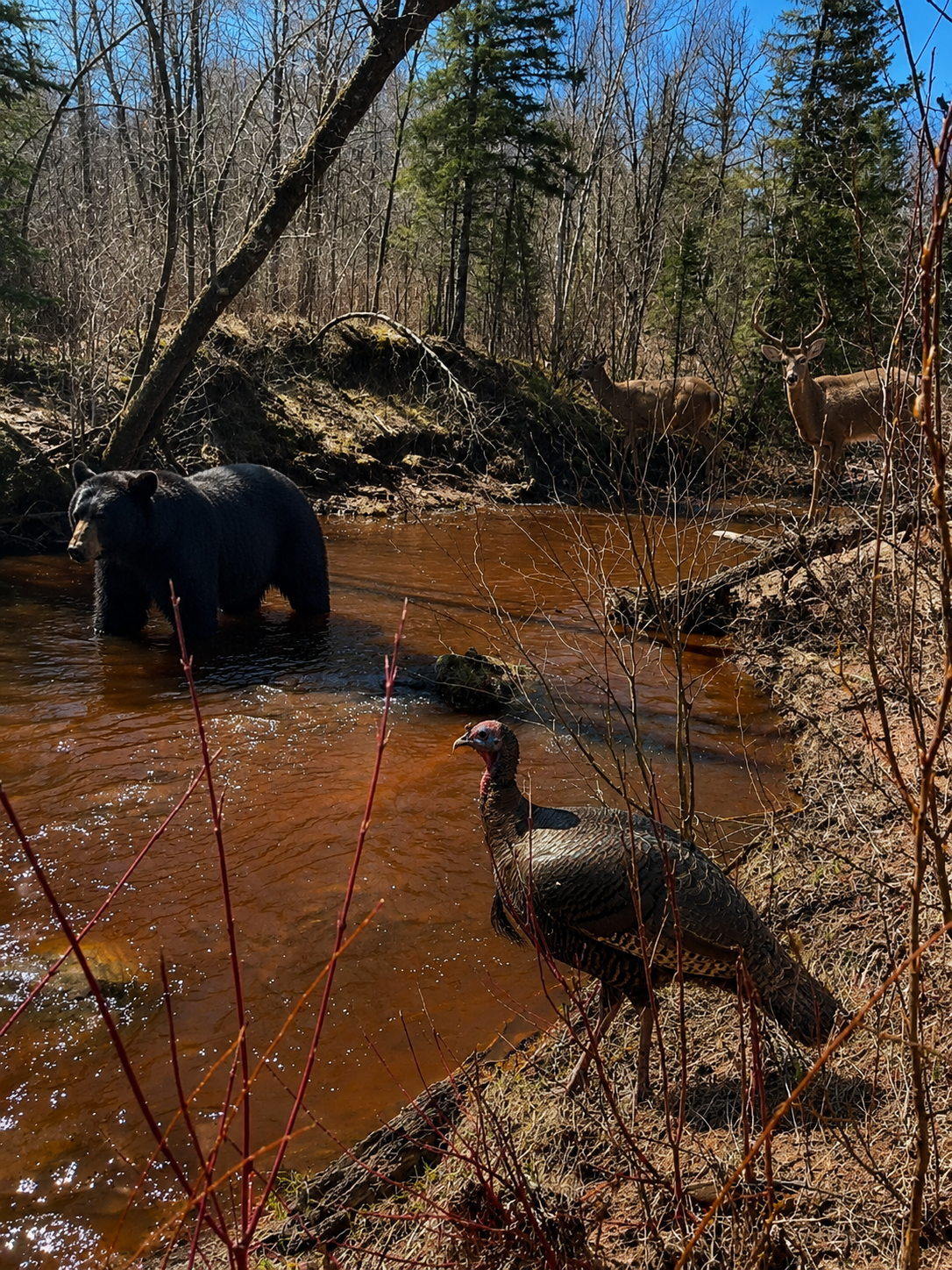 Nemadji Creek- 40 acres!! Wildlife is virtually staged although you can take a hike & see what's out there for yourself!
