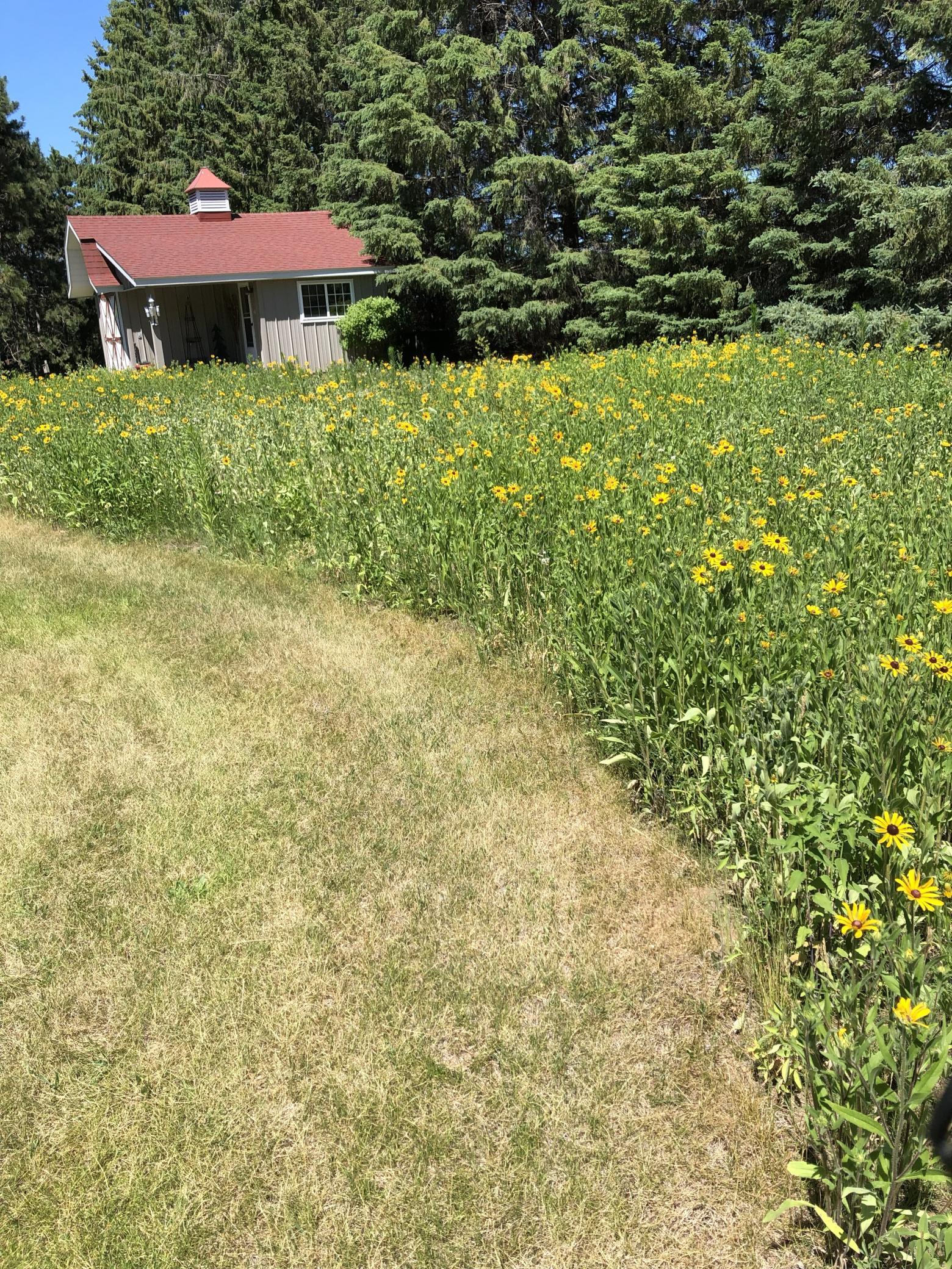 wild flowers/ potting shed
