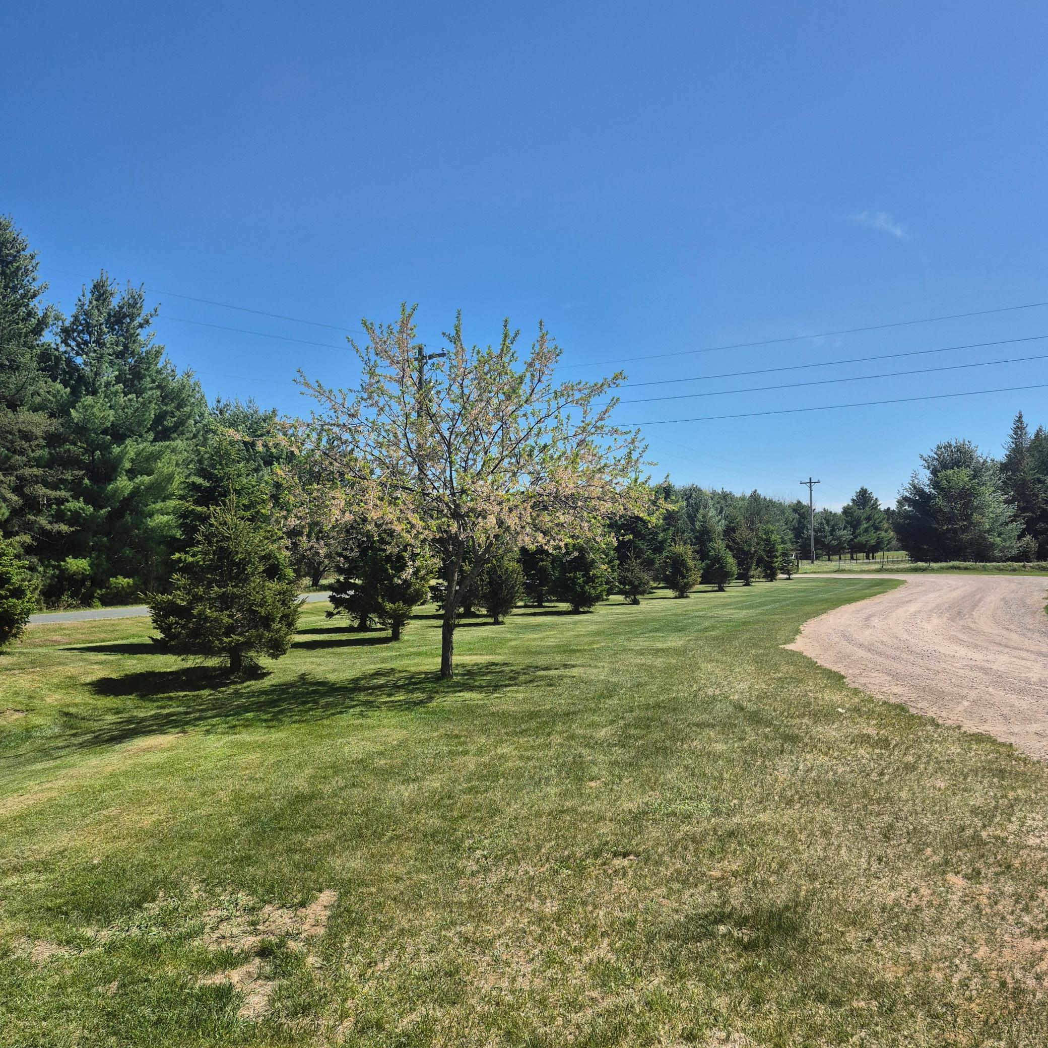 Tree lined drive