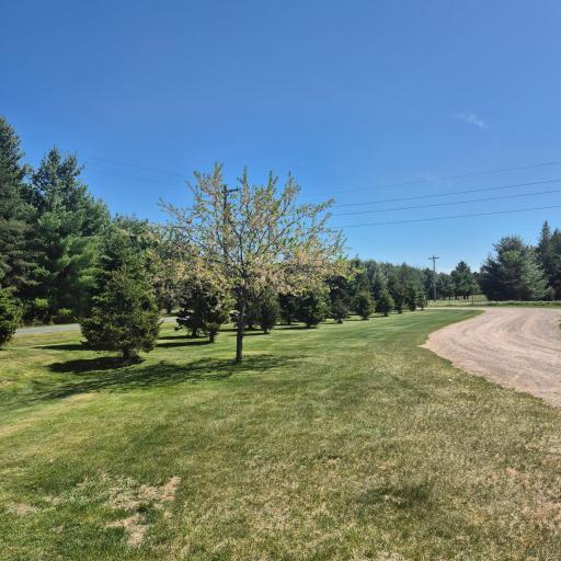 Tree lined drive