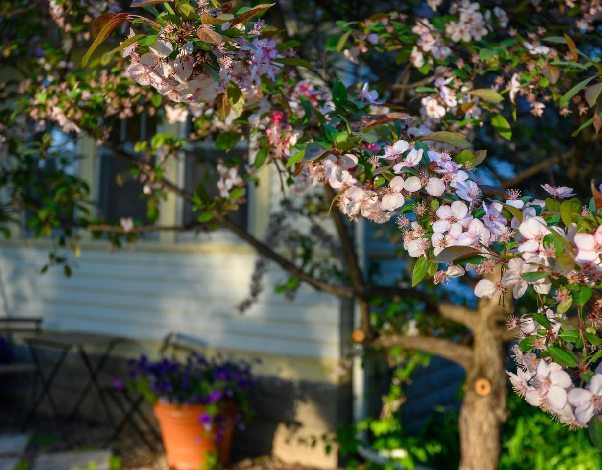 Front Yard.jpg