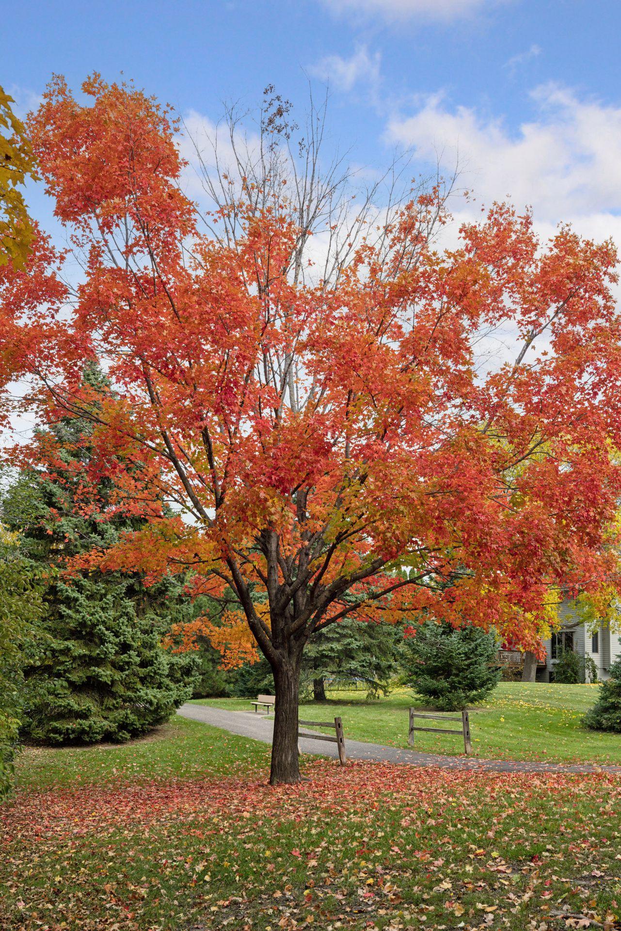 Beautiful Fall foliage in the park.