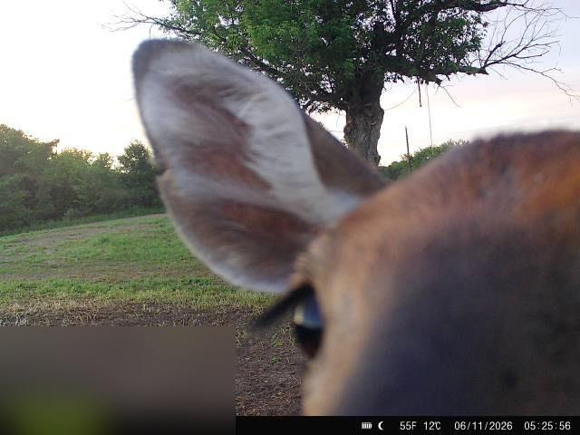 abundant wildlife activity