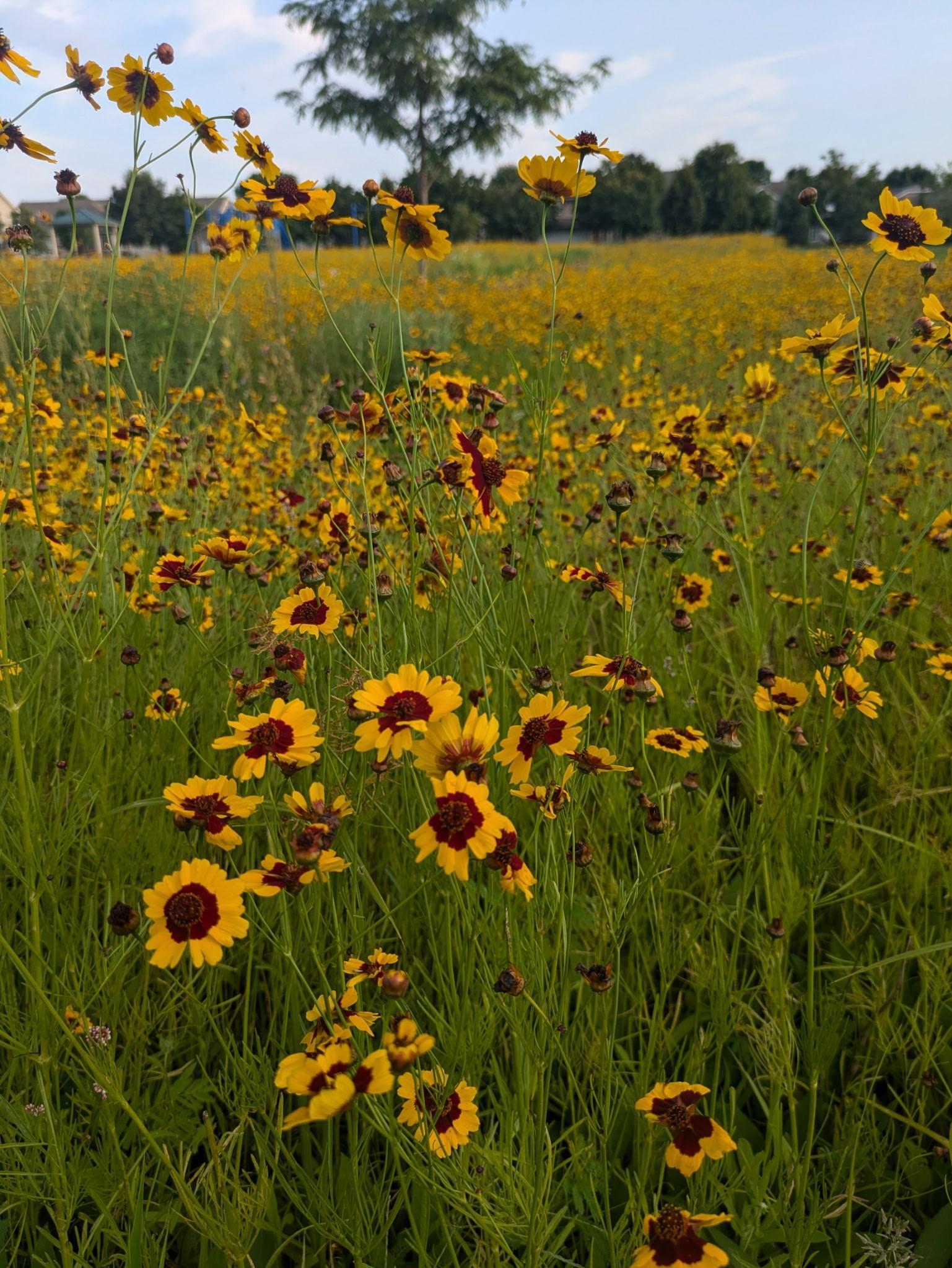 Flowers 2.jpg