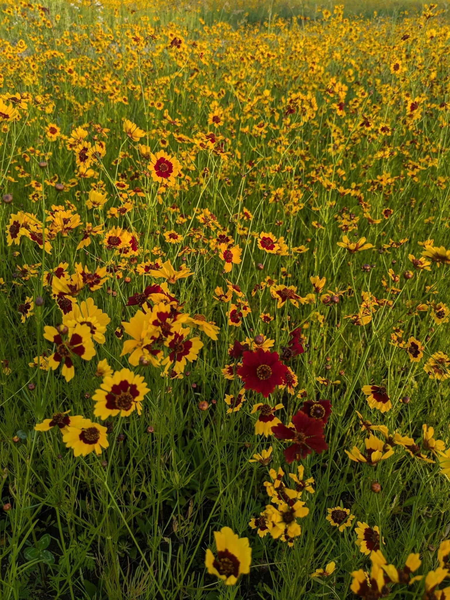Flowers.jpg