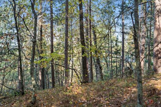 TBD Liedlwood Ln, Pequot Lakes, MN 56472