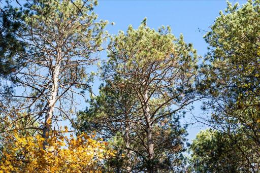 TBD Liedlwood Ln, Pequot Lakes, MN 56472