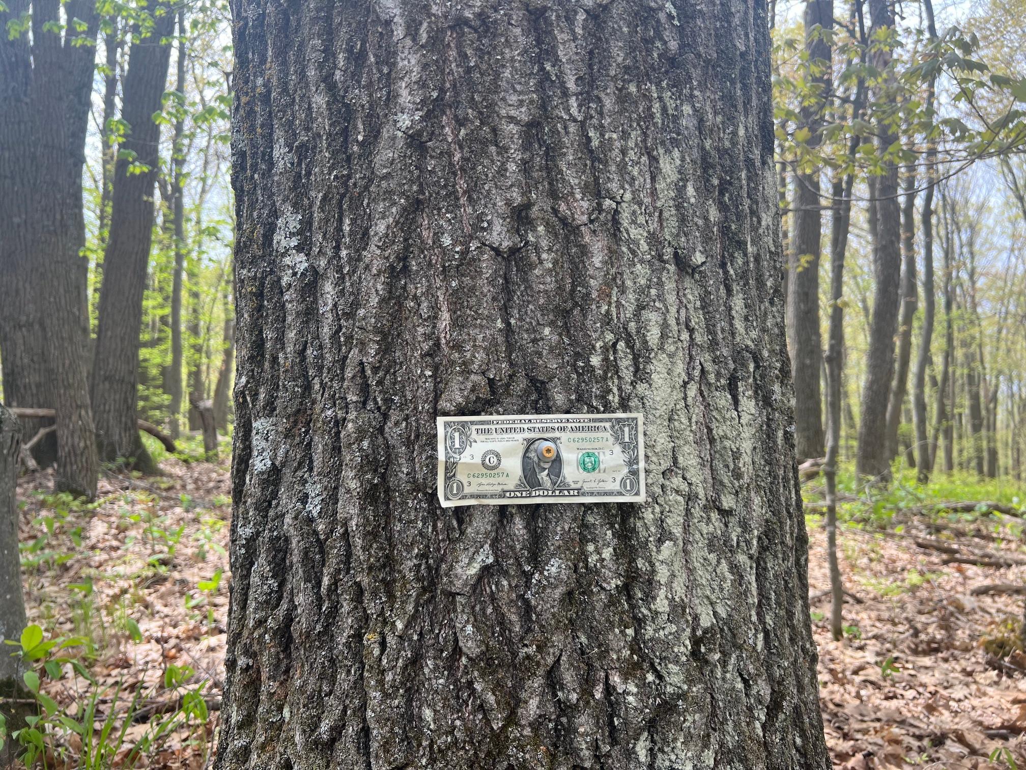 There are some huge oaks on the property