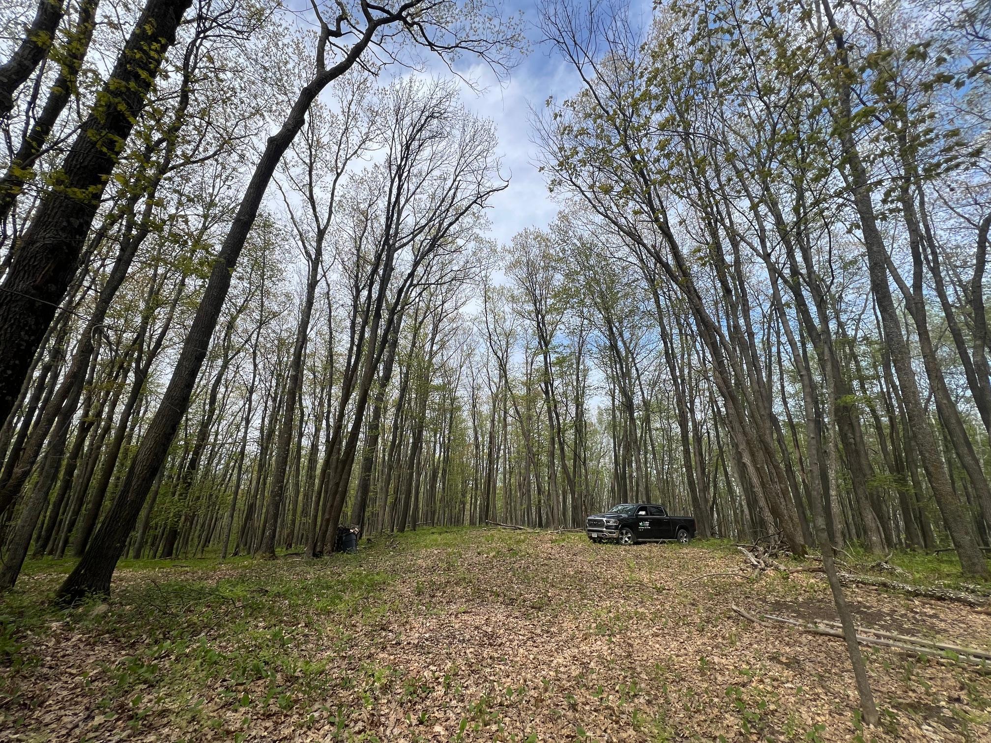 Clearing at the top of the hill