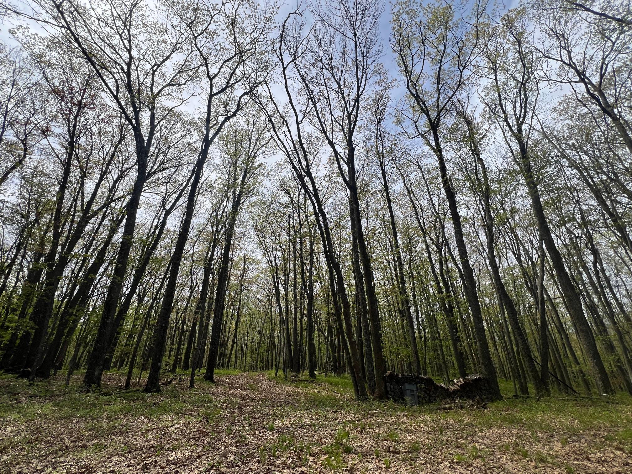 Mature oaks and maples