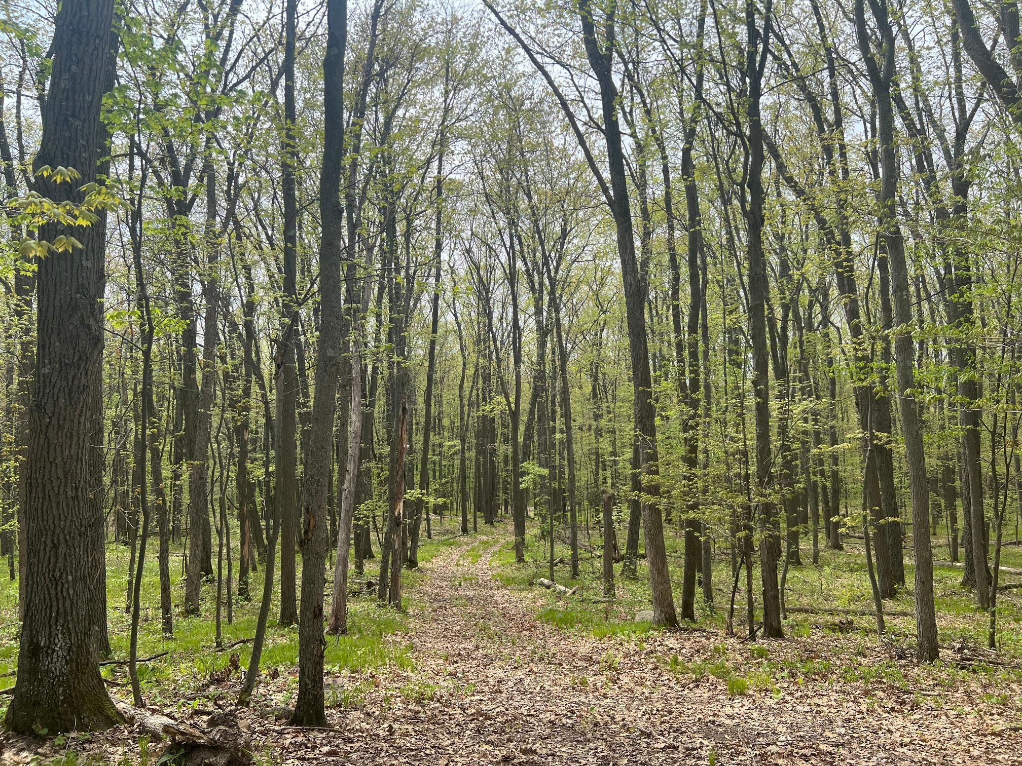 Driveway leading through the massive oak and pine forest