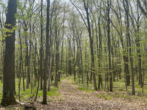 Driveway leading through the massive oak and pine forest