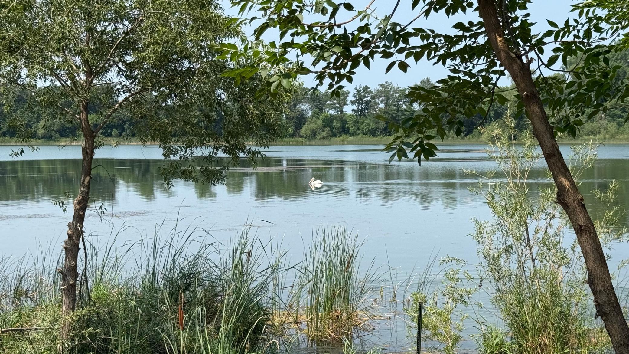 Pelican.jpg