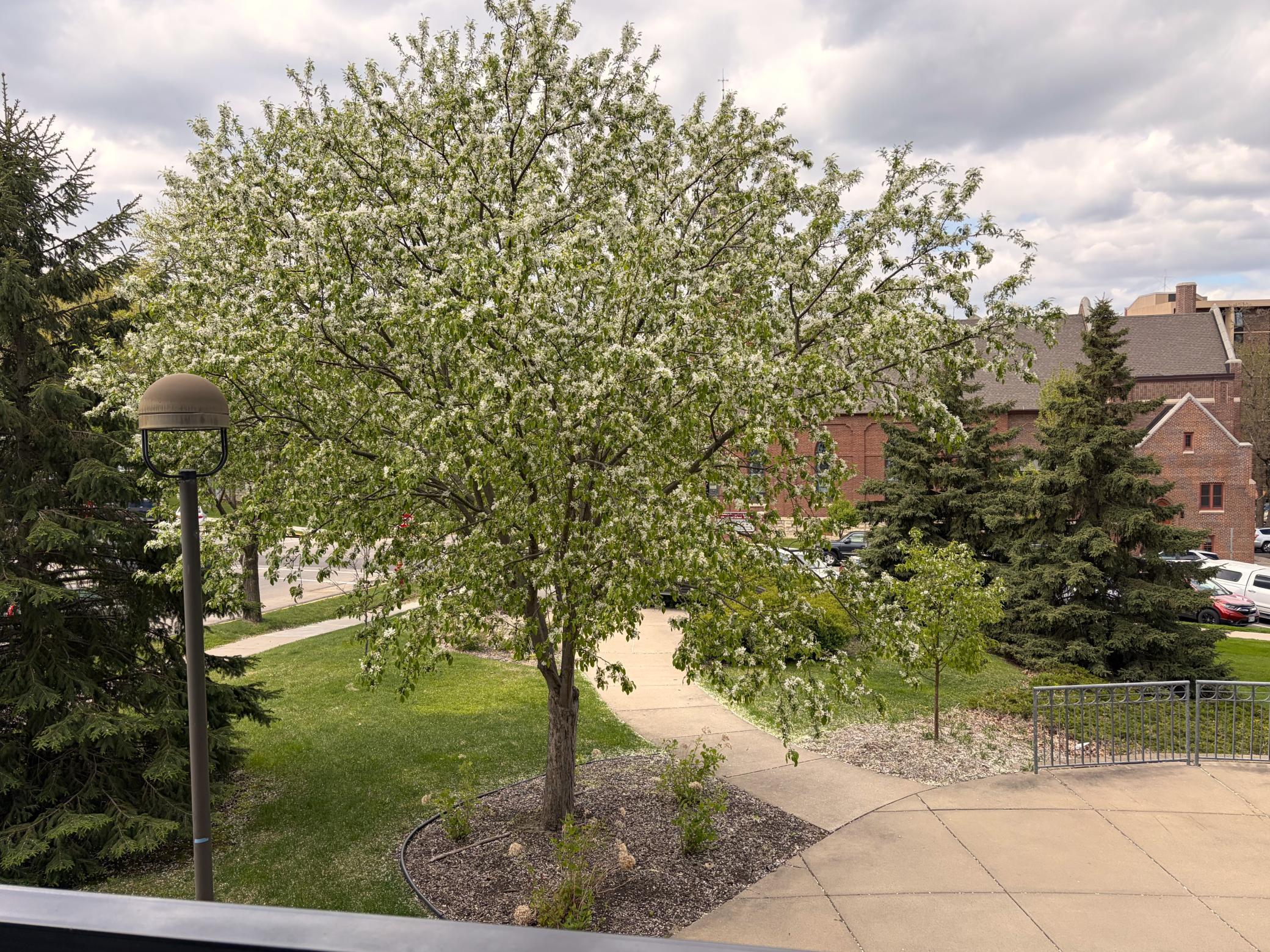 37 Flowering Tree