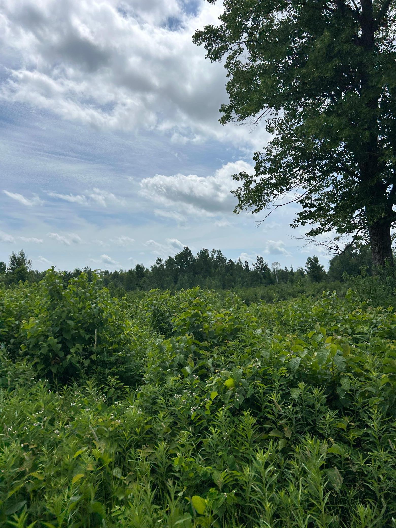 Property photo for TBD1 Duncan Road, Sandstone, MN 55072