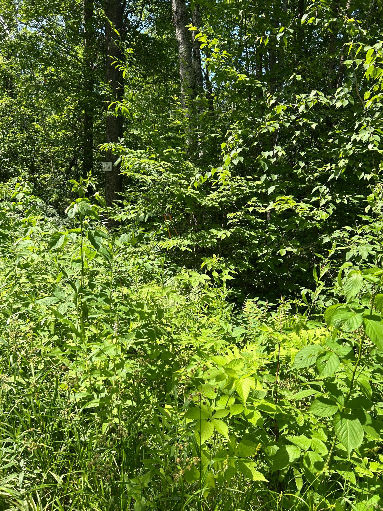 Peaceful Hunting Opportunity