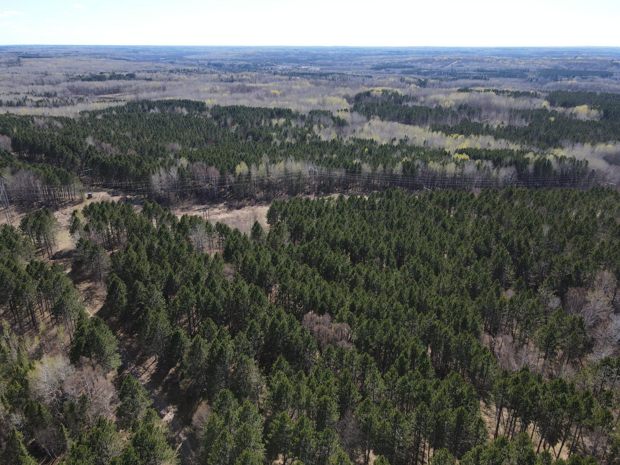 Pine Plantations