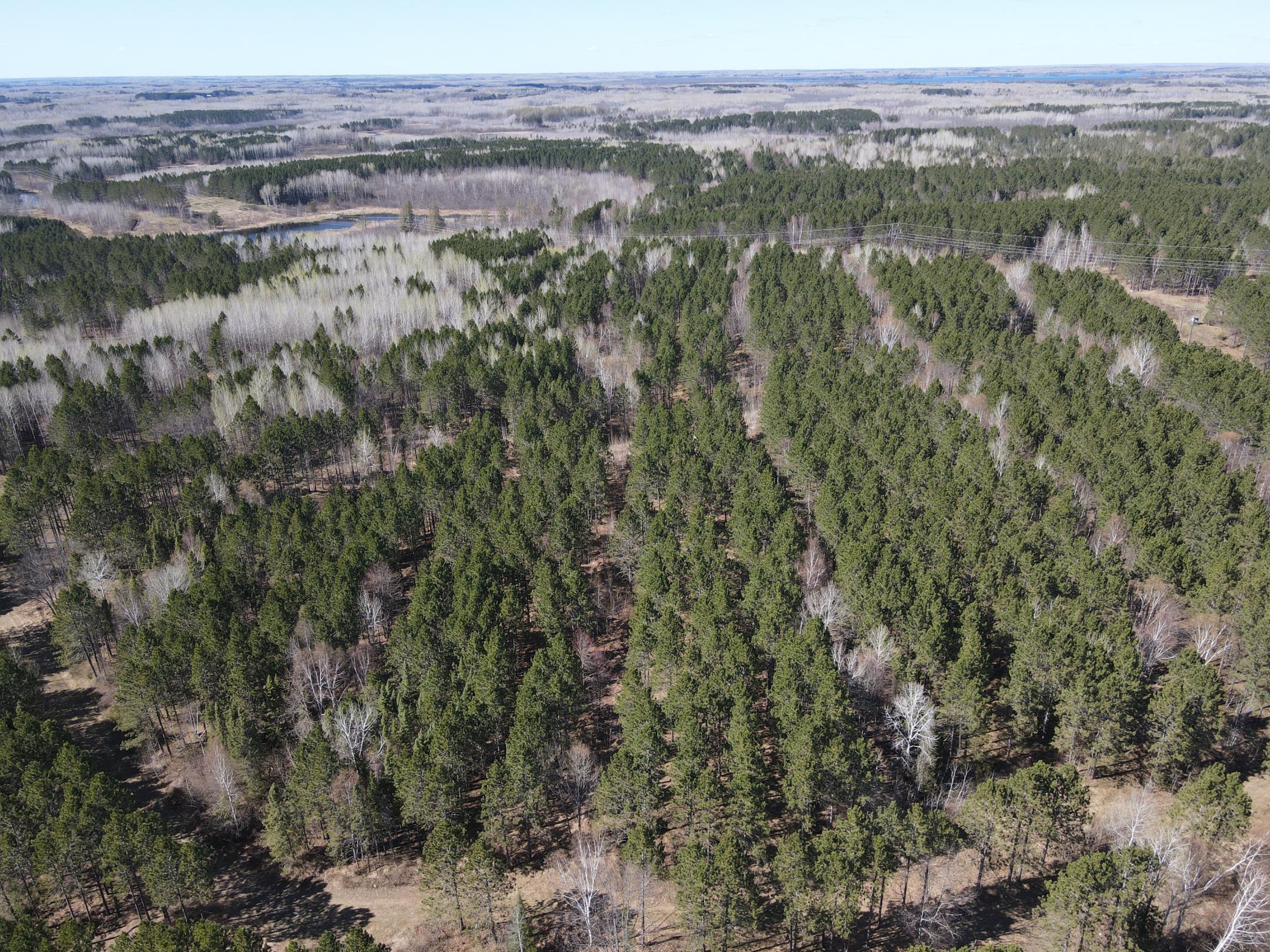 Acres of Black Spruce and Red Pine
