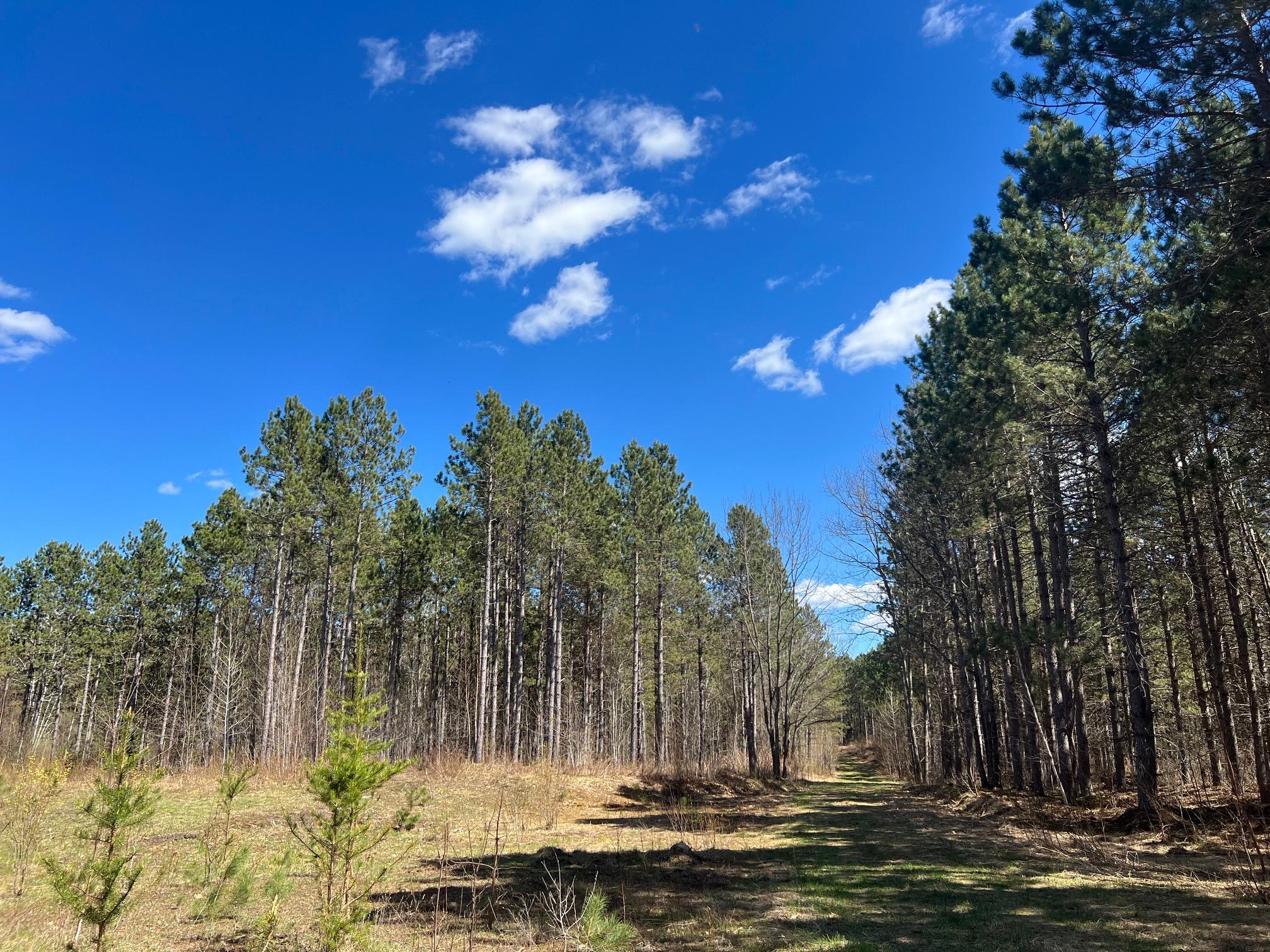 Red Pines