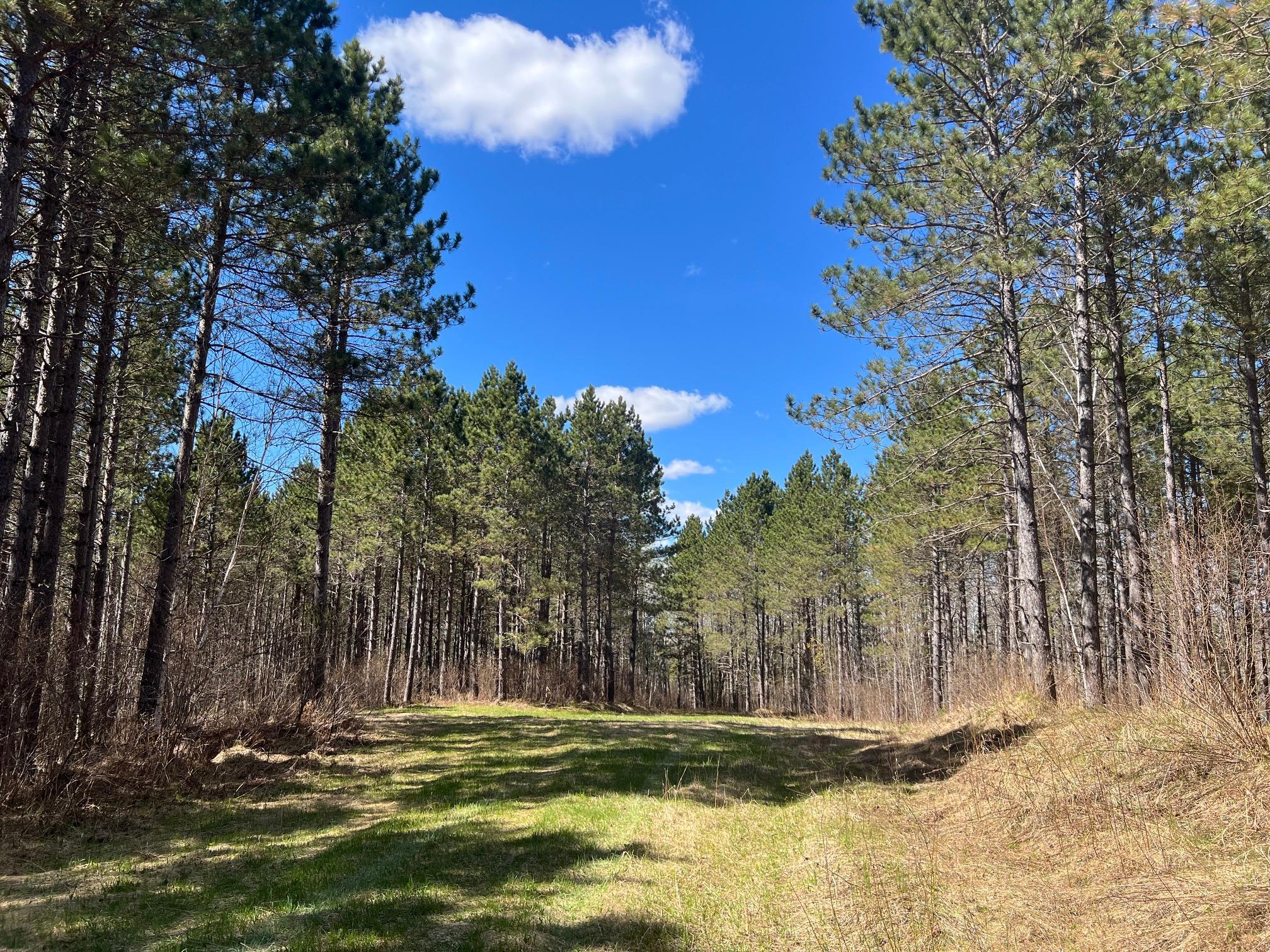 Food plot along the north line