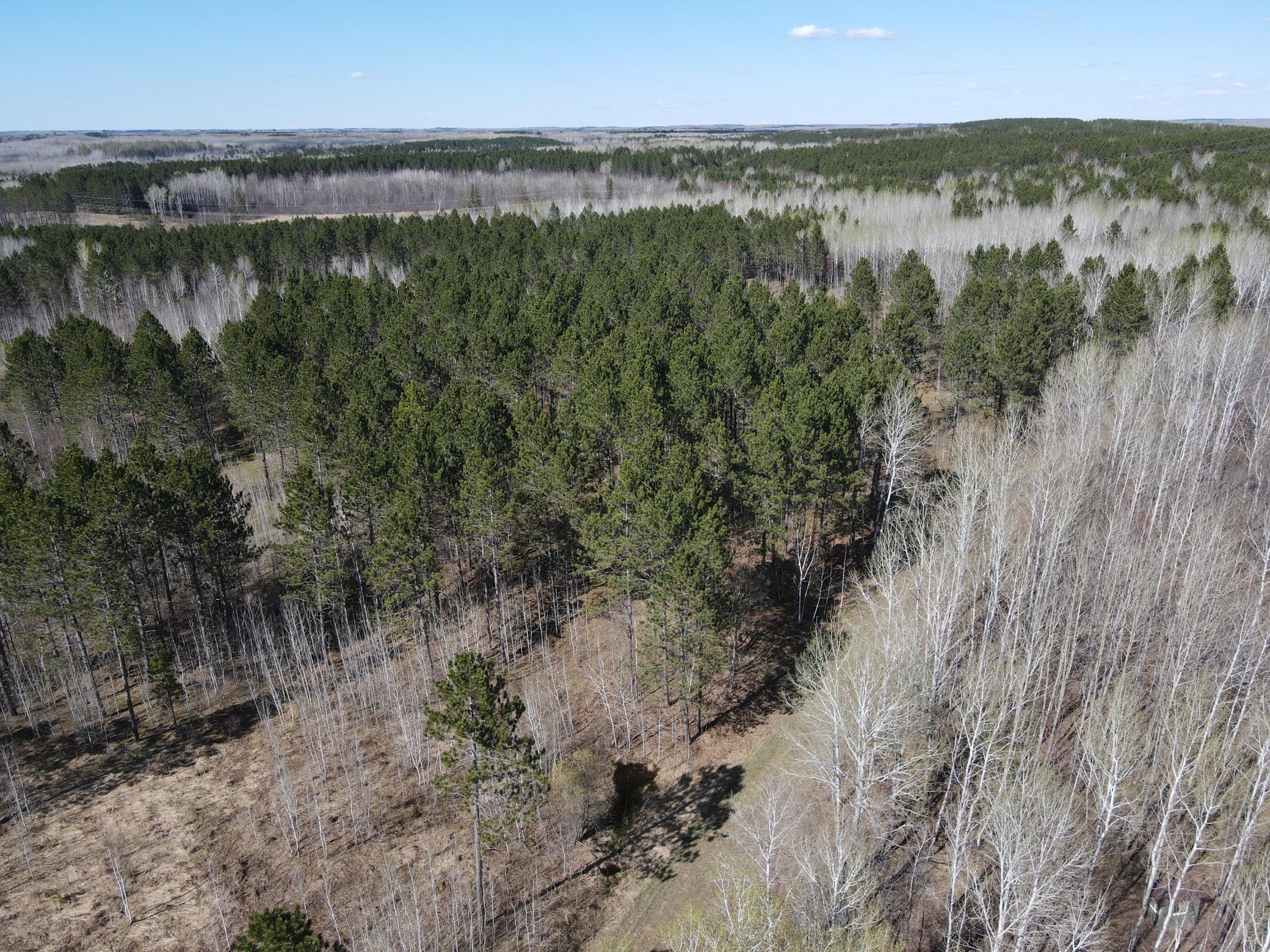 Red pines