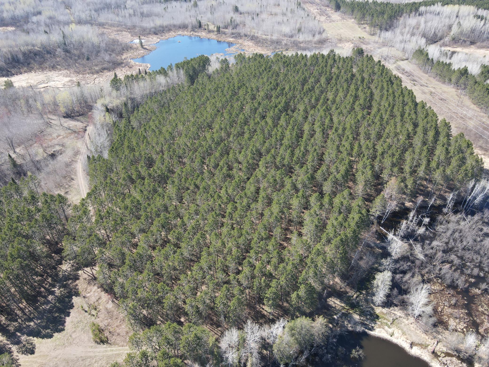 One of several spruce and red pine stands