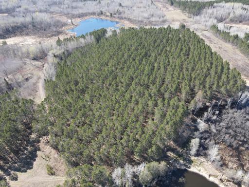 One of several spruce and red pine stands