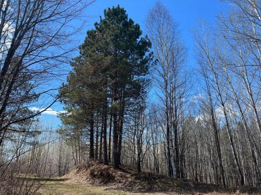 TBD (280AC) Maple Grove Road, Cloquet, MN 55720