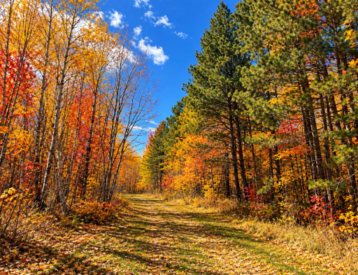 TBD (280AC) Maple Grove Road, Cloquet, MN 55720
