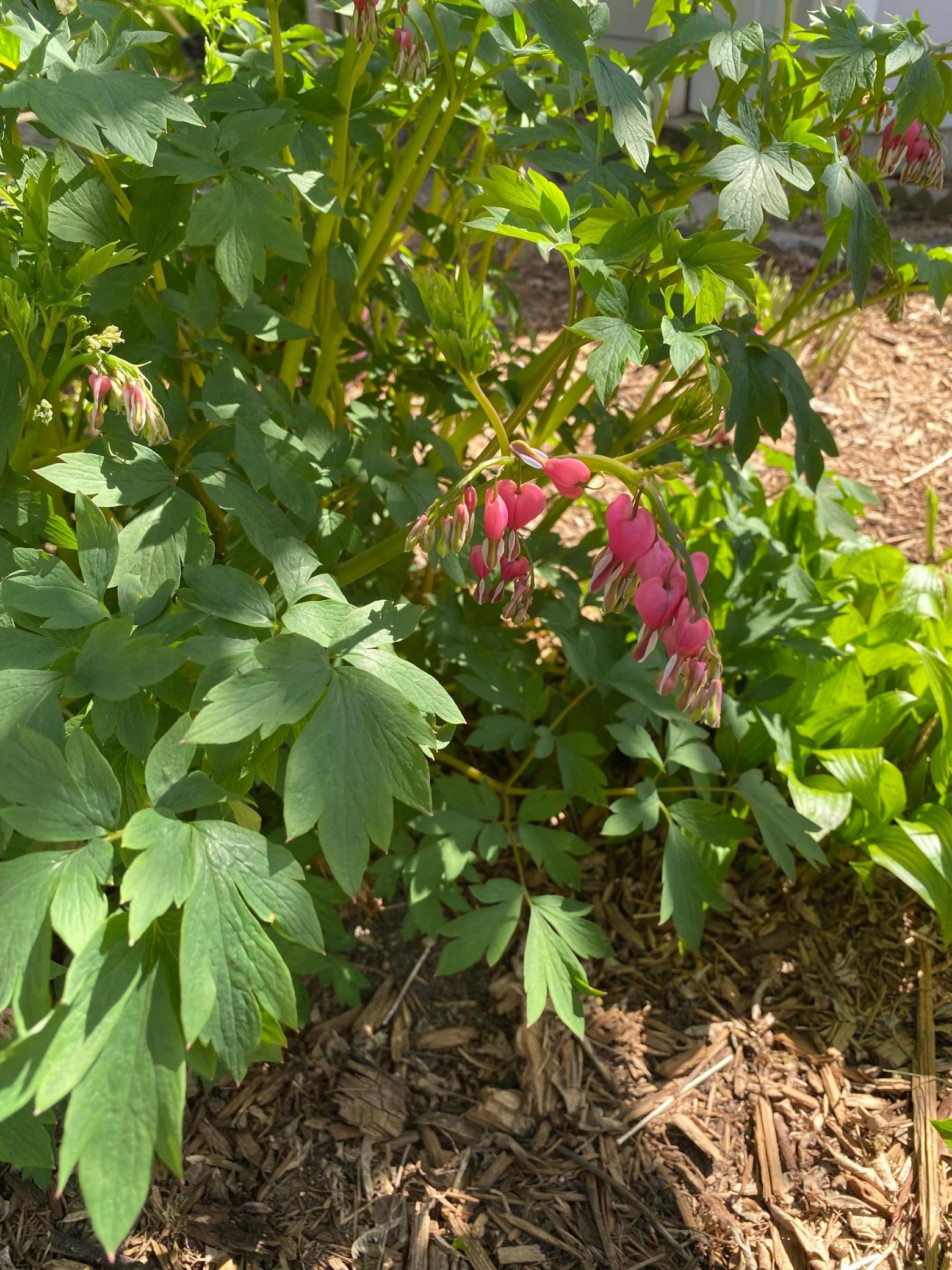 Bleeding Hearts