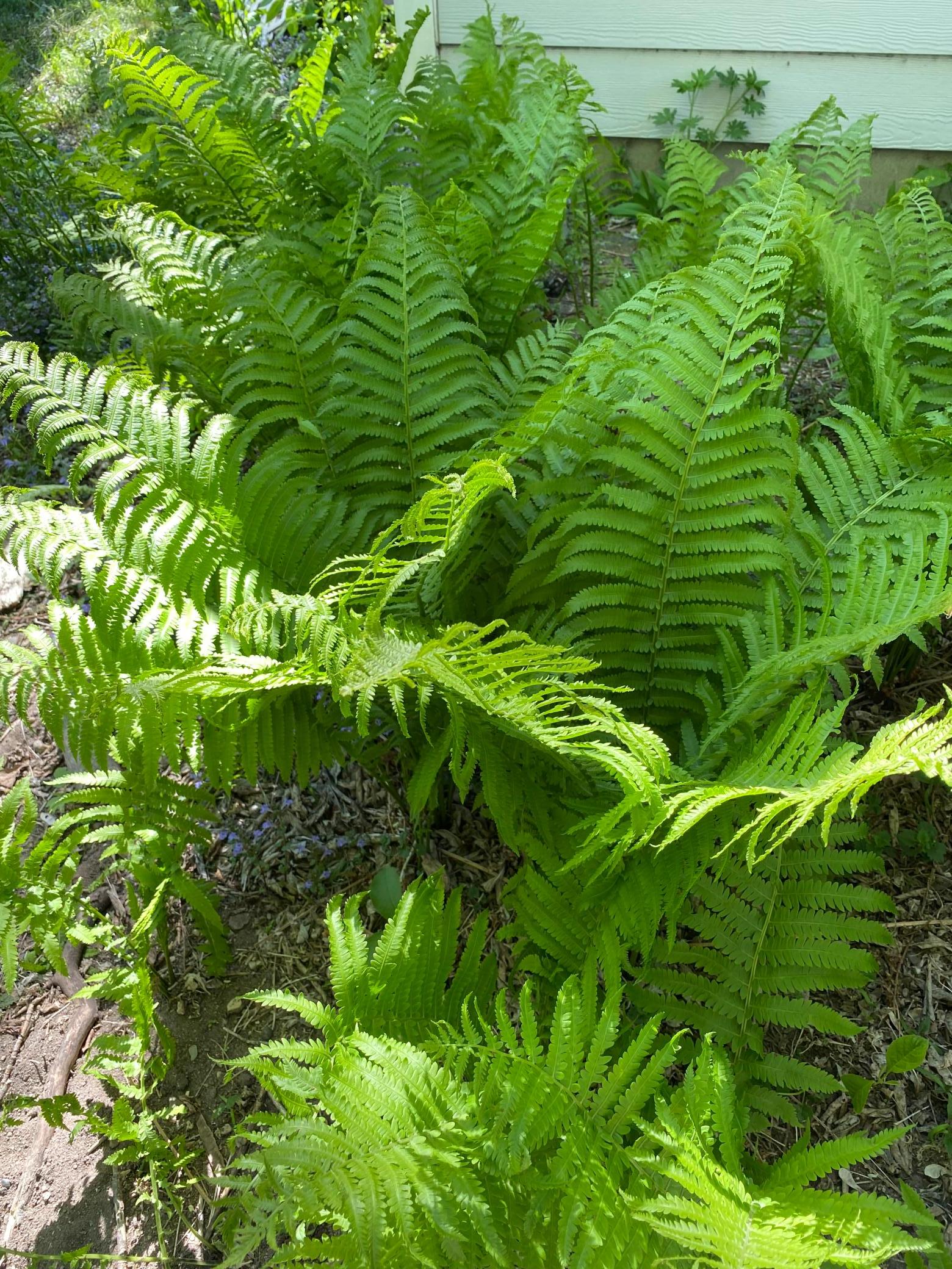 Ferns