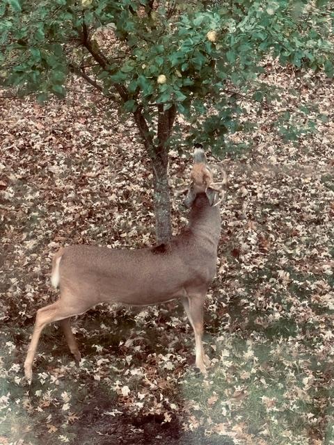 Deer enjoying apples right out your back door!
