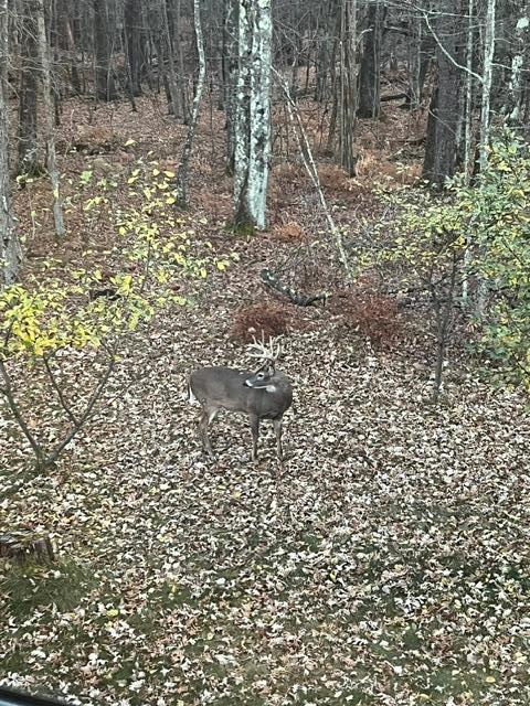 Look at this big guy!