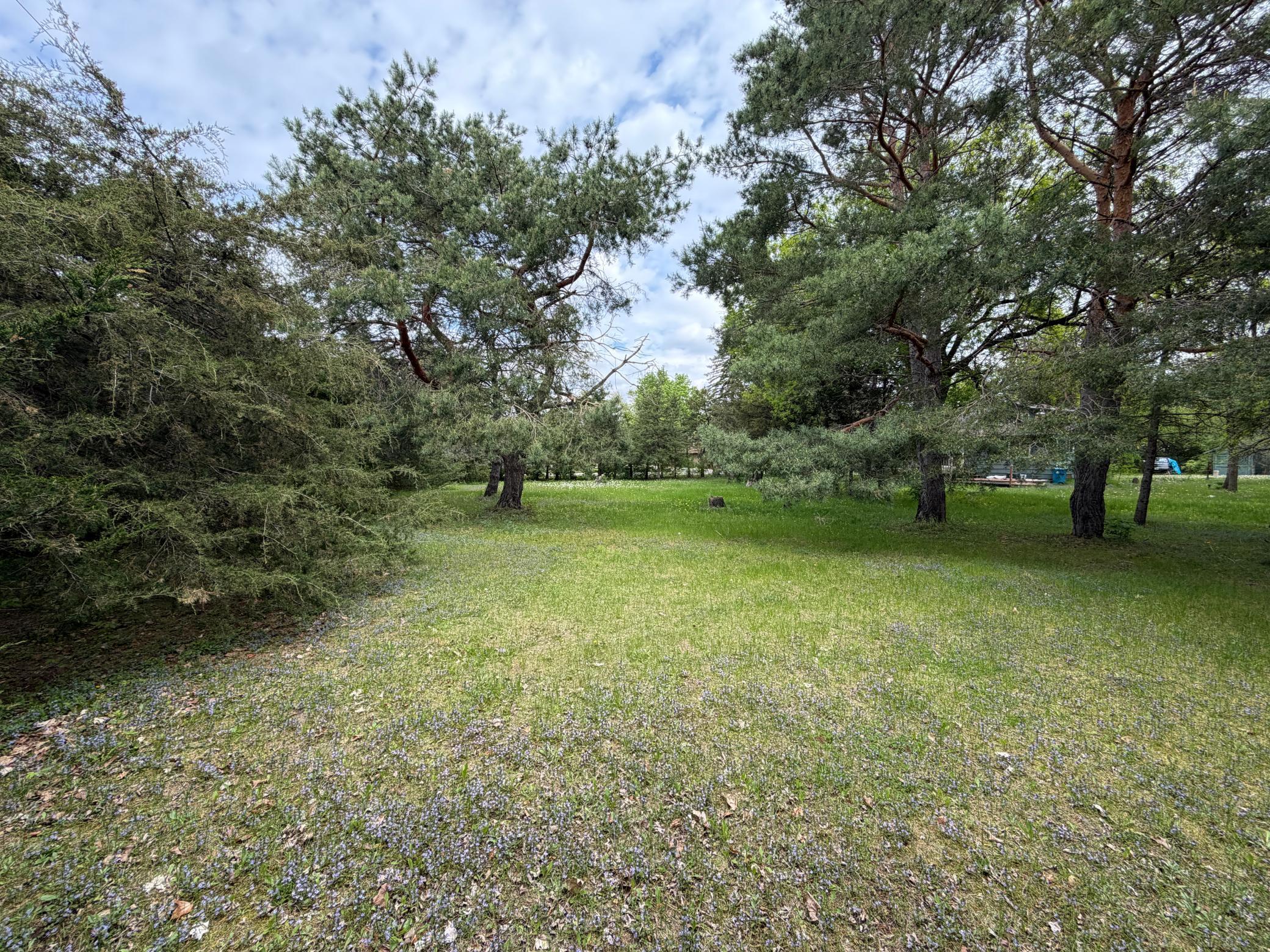 Perfect Building Site w/ Mature Trees