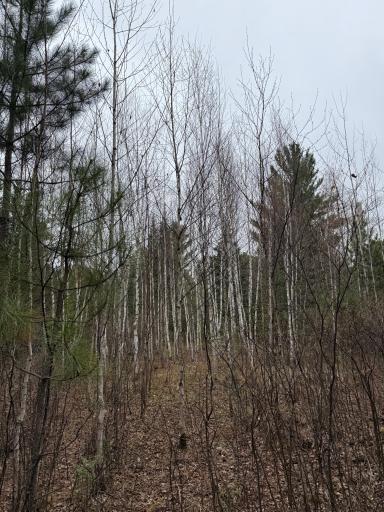 TBD Scout Camp Road, Eveleth, MN 55734