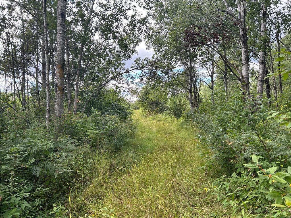 Clear Trail In.jpeg