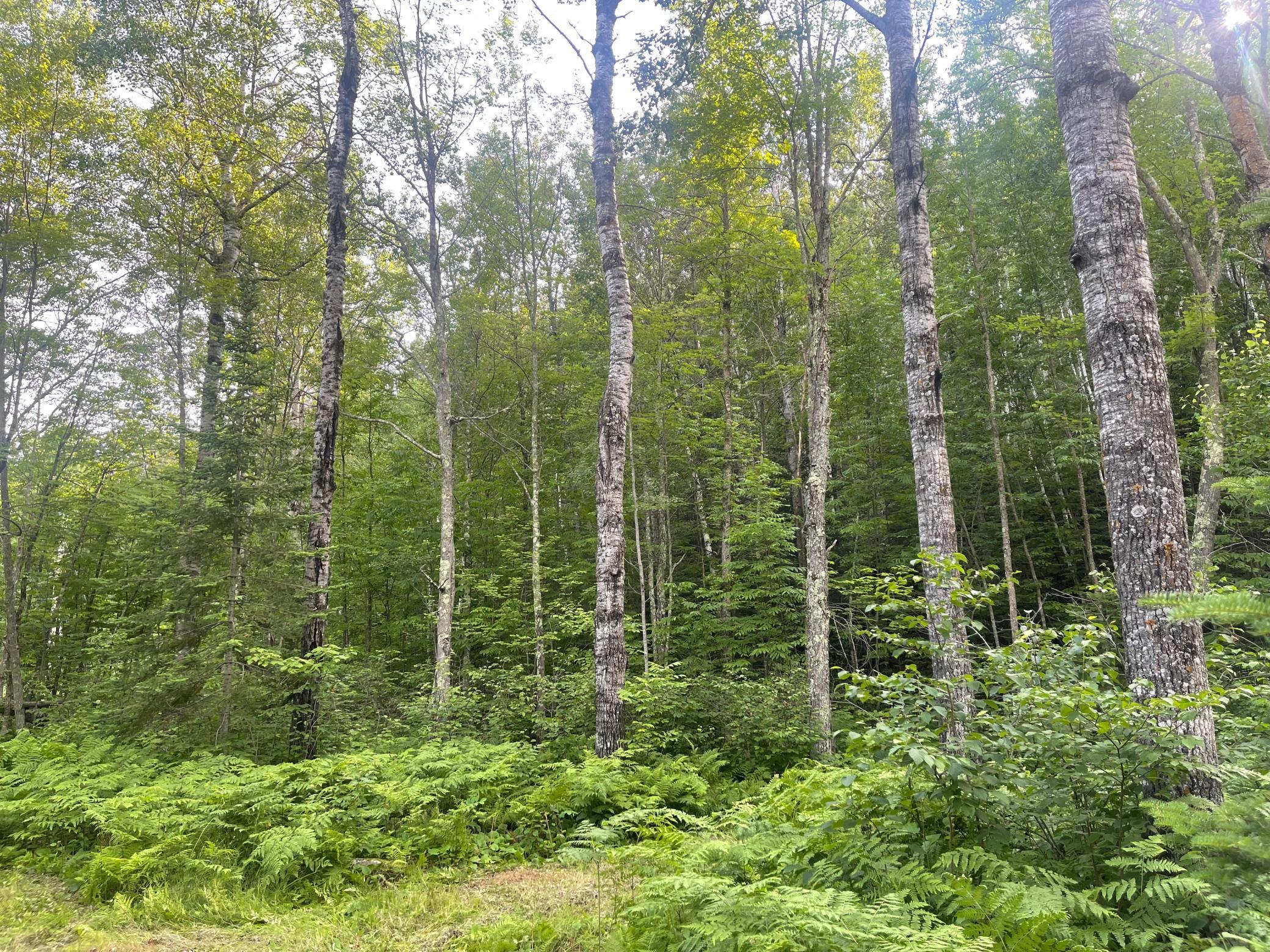Heavily wooded
