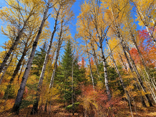 Parcel B Township Road D, Wawina, MN 55736