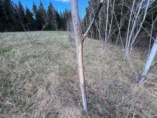 Parcel D Township Road D, Wawina, MN 55736