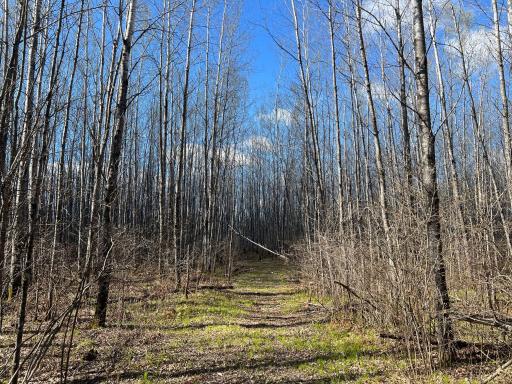 Parcel D Township Road D, Wawina, MN 55736