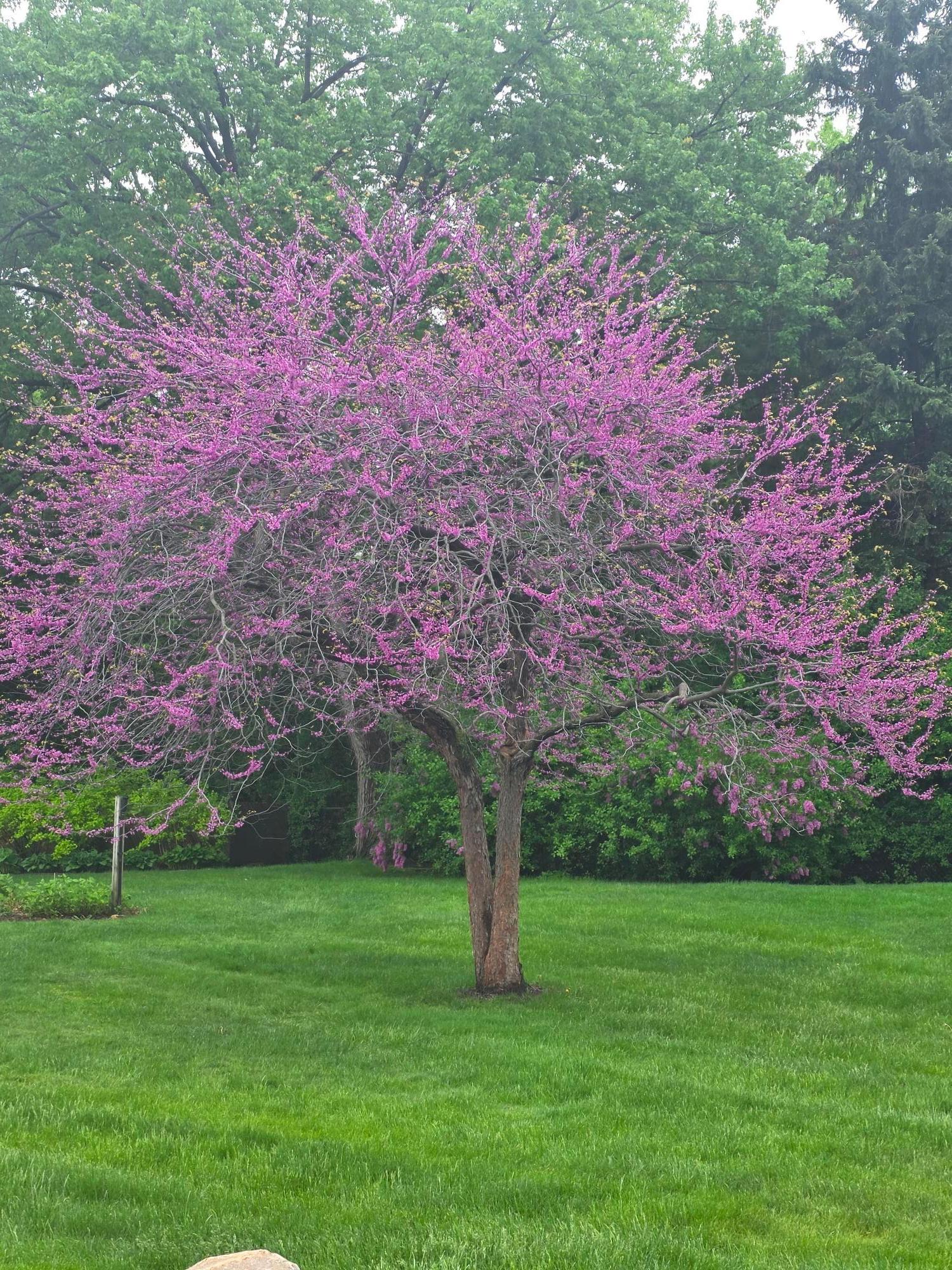 tree.jpg