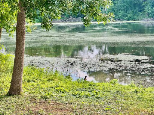 ducks in pond
