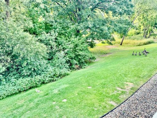 geese and rabbit view from porch