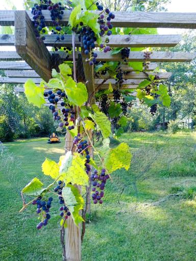 Grapes.JPG