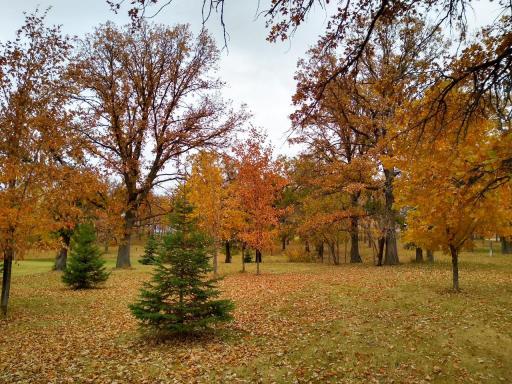 Fall colors.JPG