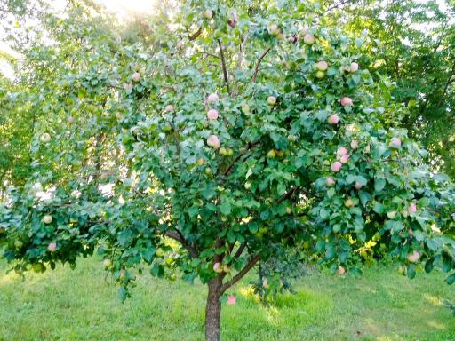 Zestar Apple.JPG