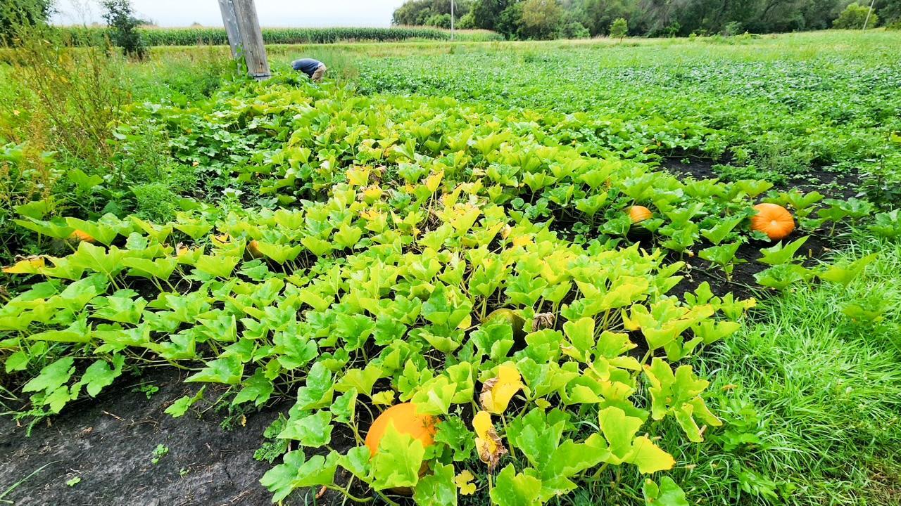 Foodplot.JPG