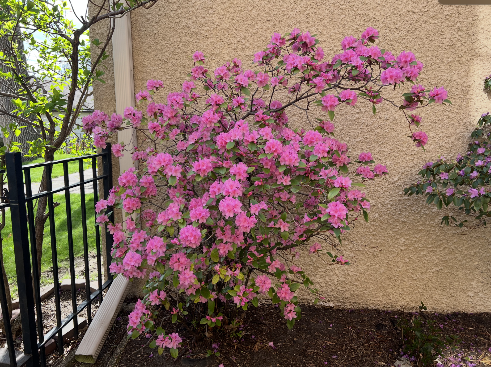 So many wonderful plantings in the yard
